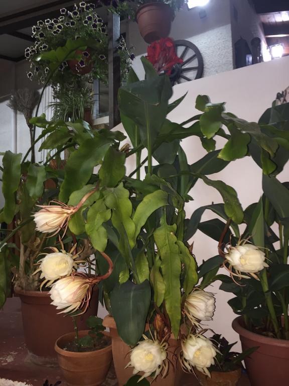 Estia Vasilis Manoli Lägenhet Ayia Napa Exteriör bild
